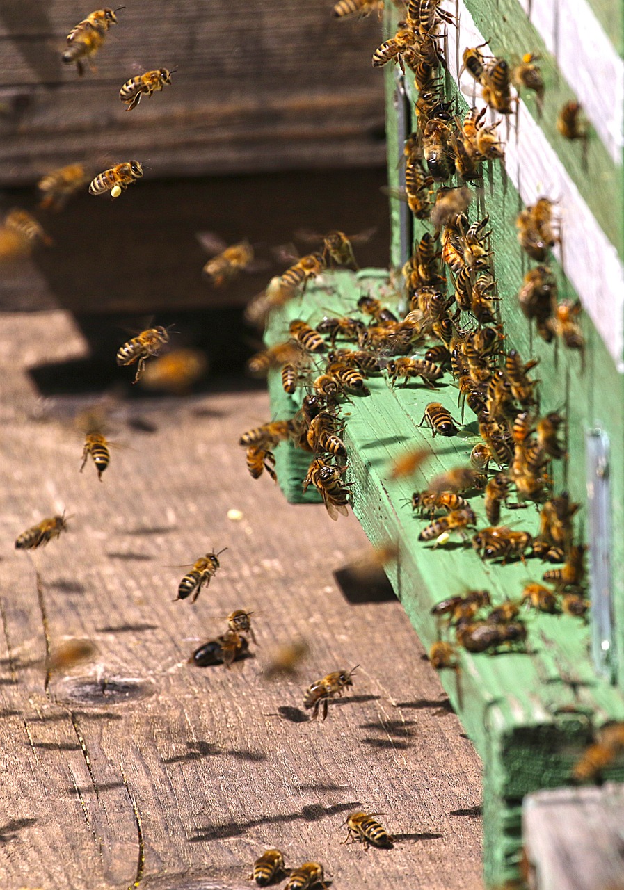 bees, insects, macro